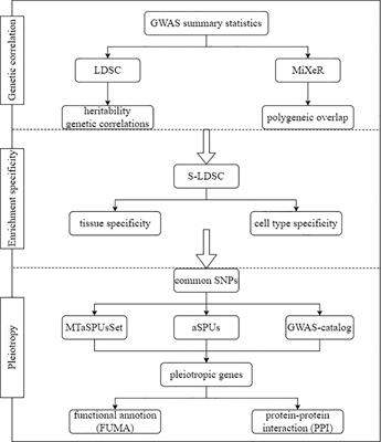 Identification of the shared genetic architecture underlying seven autoimmune diseases with GWAS summary statistics